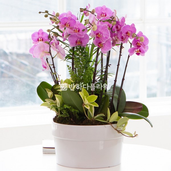 서양란 고급(청자분)