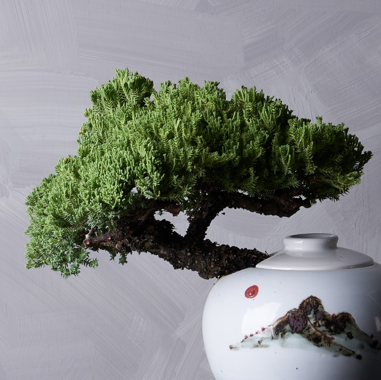 눈향나무 산수화 백자(도나랑)