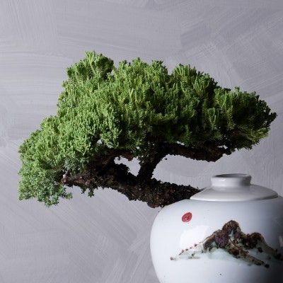 눈향나무 산수화 백자(도나랑)