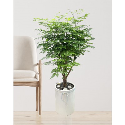 녹보수(수정본)1