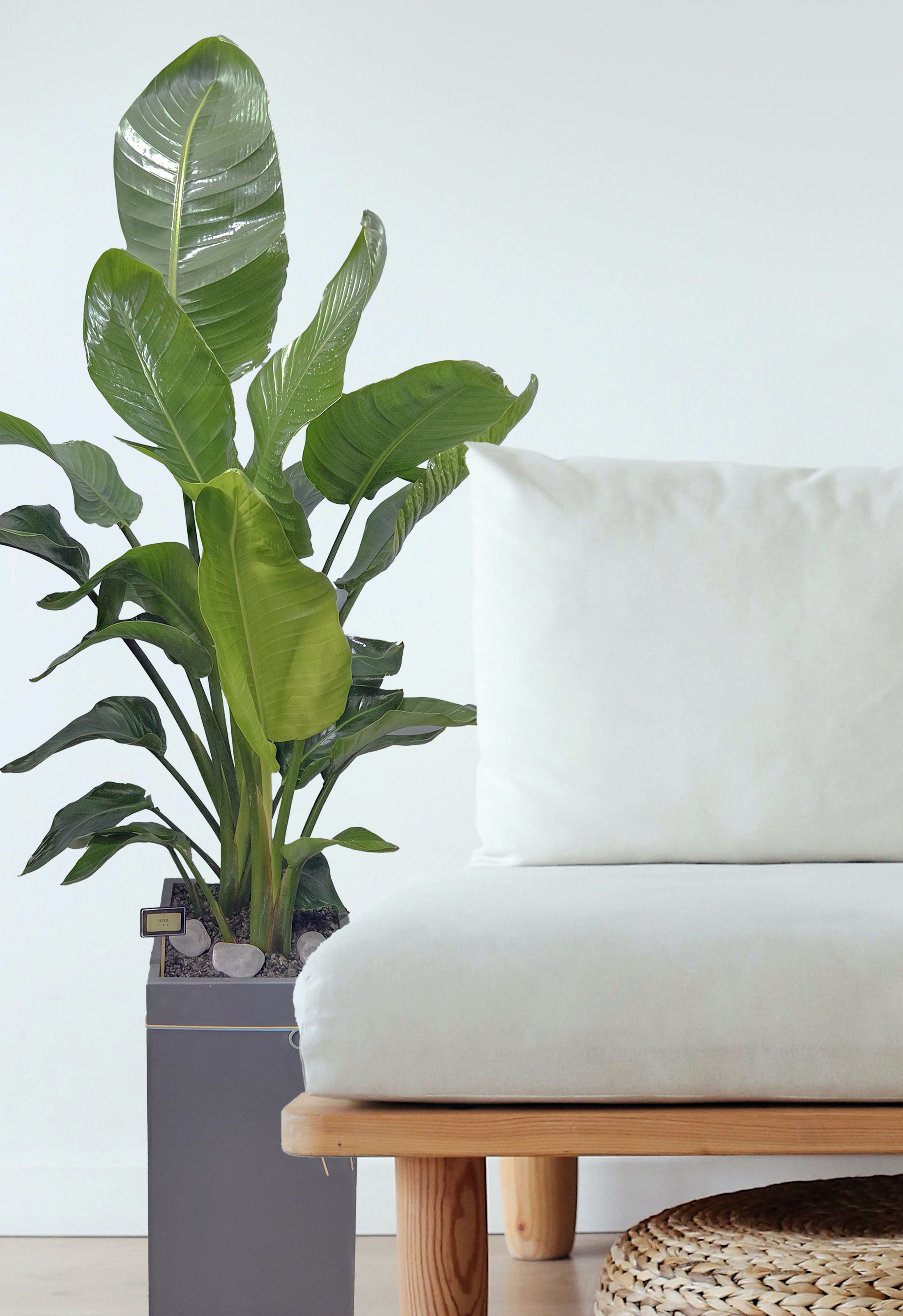 여인초(수정본)1