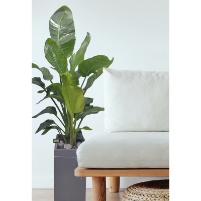 여인초(수정본)1