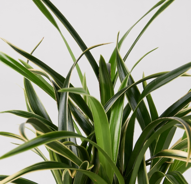 대국 산수화 백자항아리(도나랑)