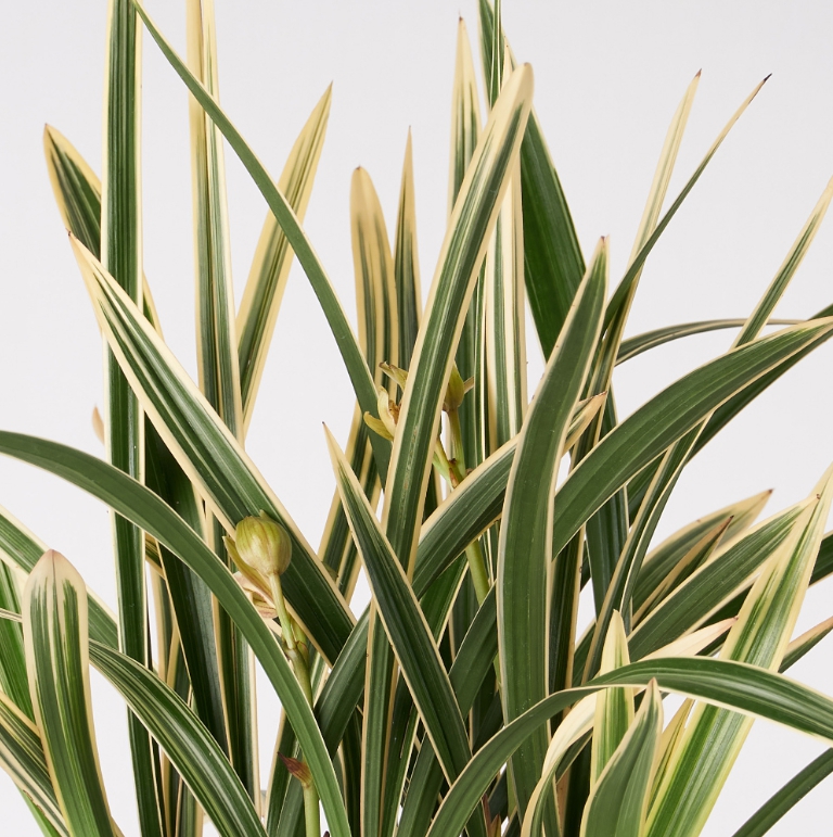 계절동양난 무늬종 청자투각분(도나랑)