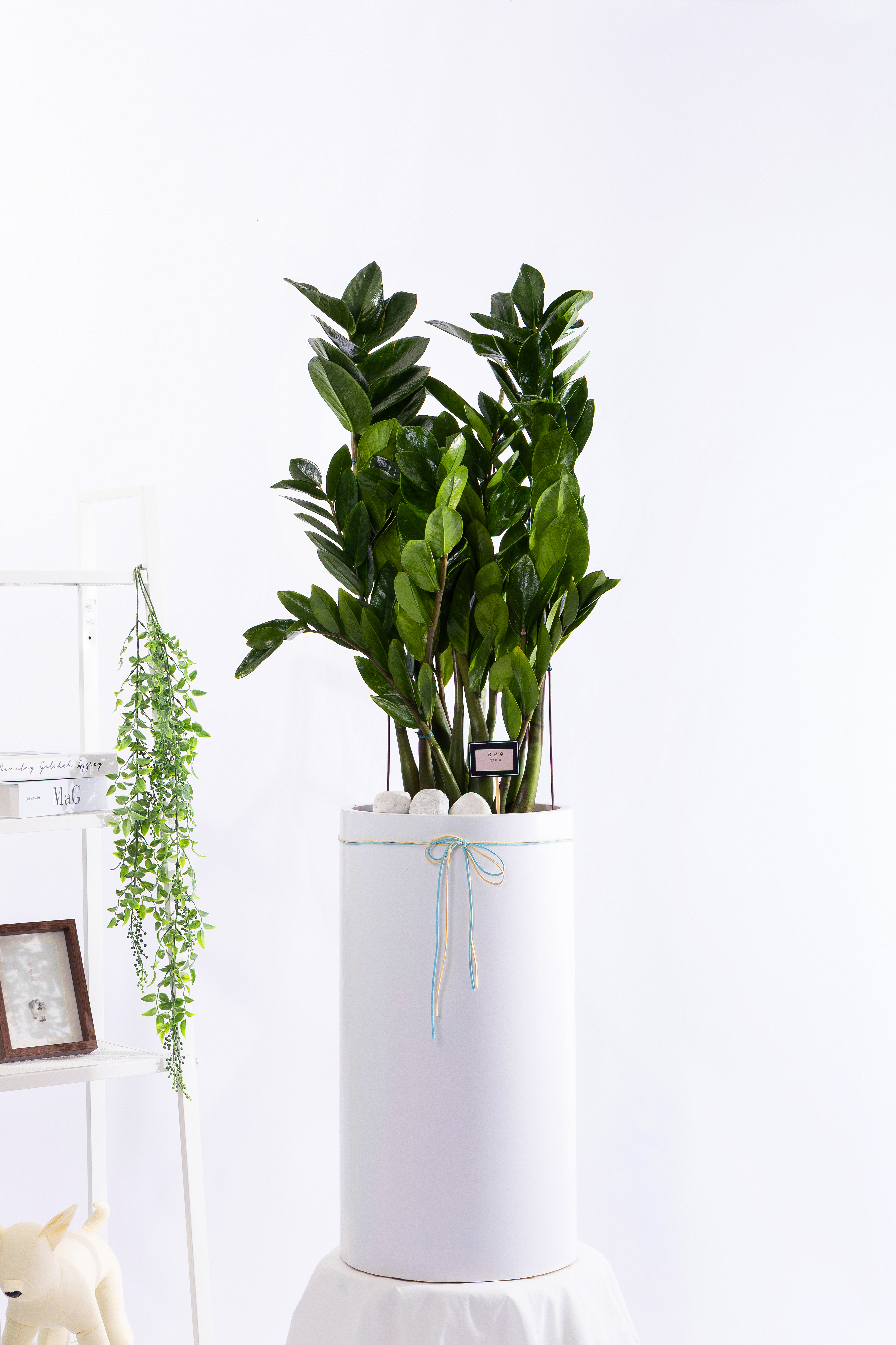 금전수 그랜드 (GD_원형)