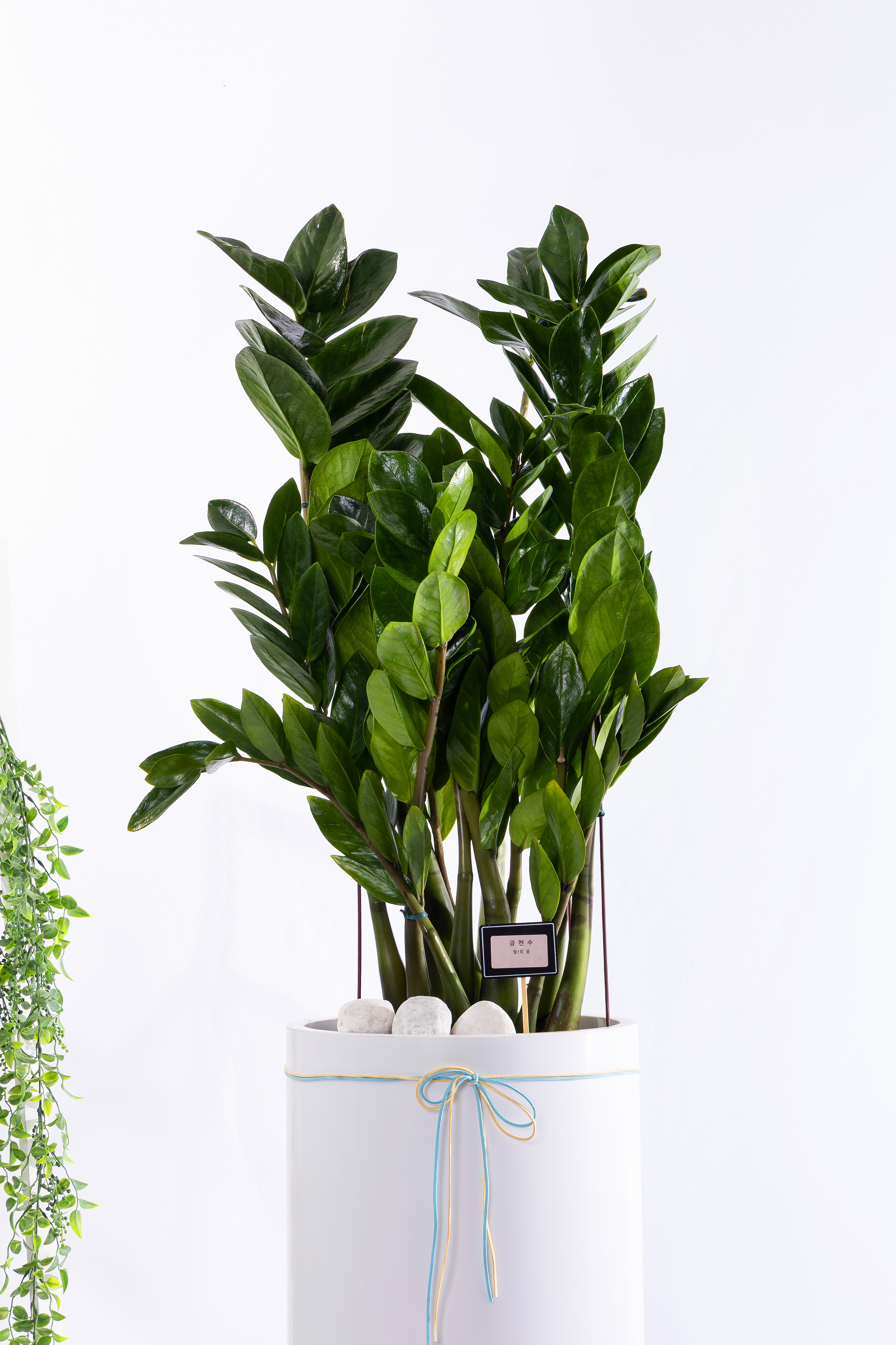 금전수 그랜드 (GD_원형)