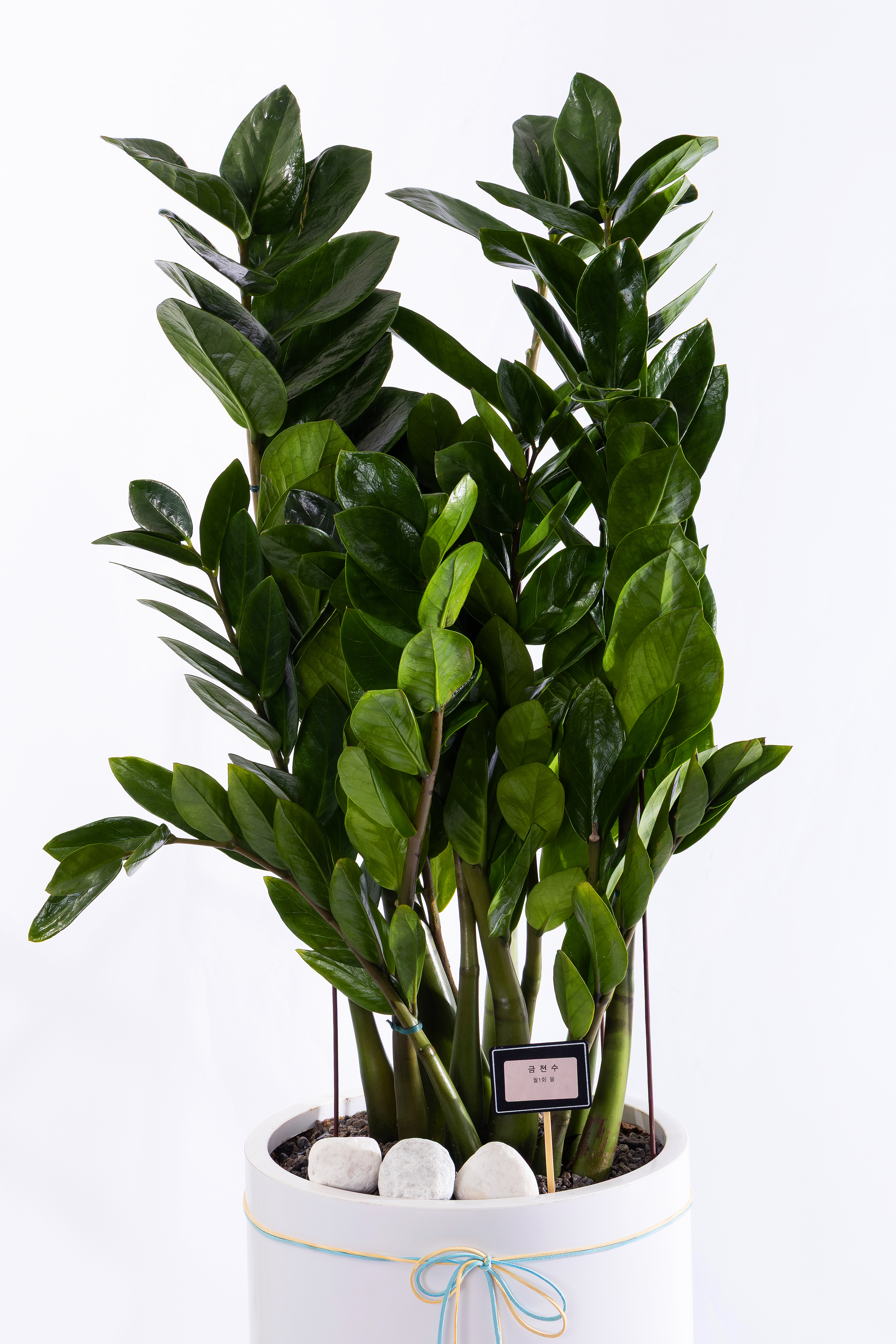 금전수 그랜드 (GD_원형)