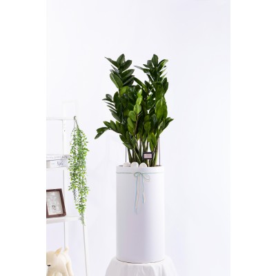 금전수 그랜드 (GD_원형)