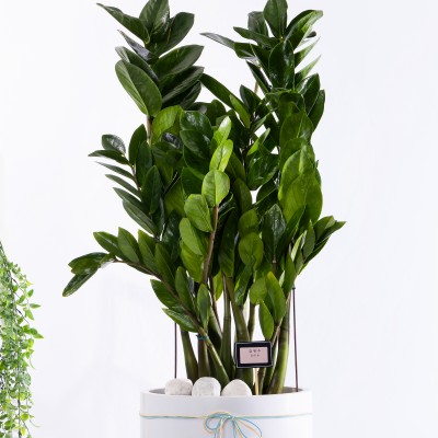 금전수 그랜드 (GD_원형)