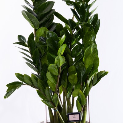 돈줄나게해드릴께요 1(꽃+금전수세트상품)