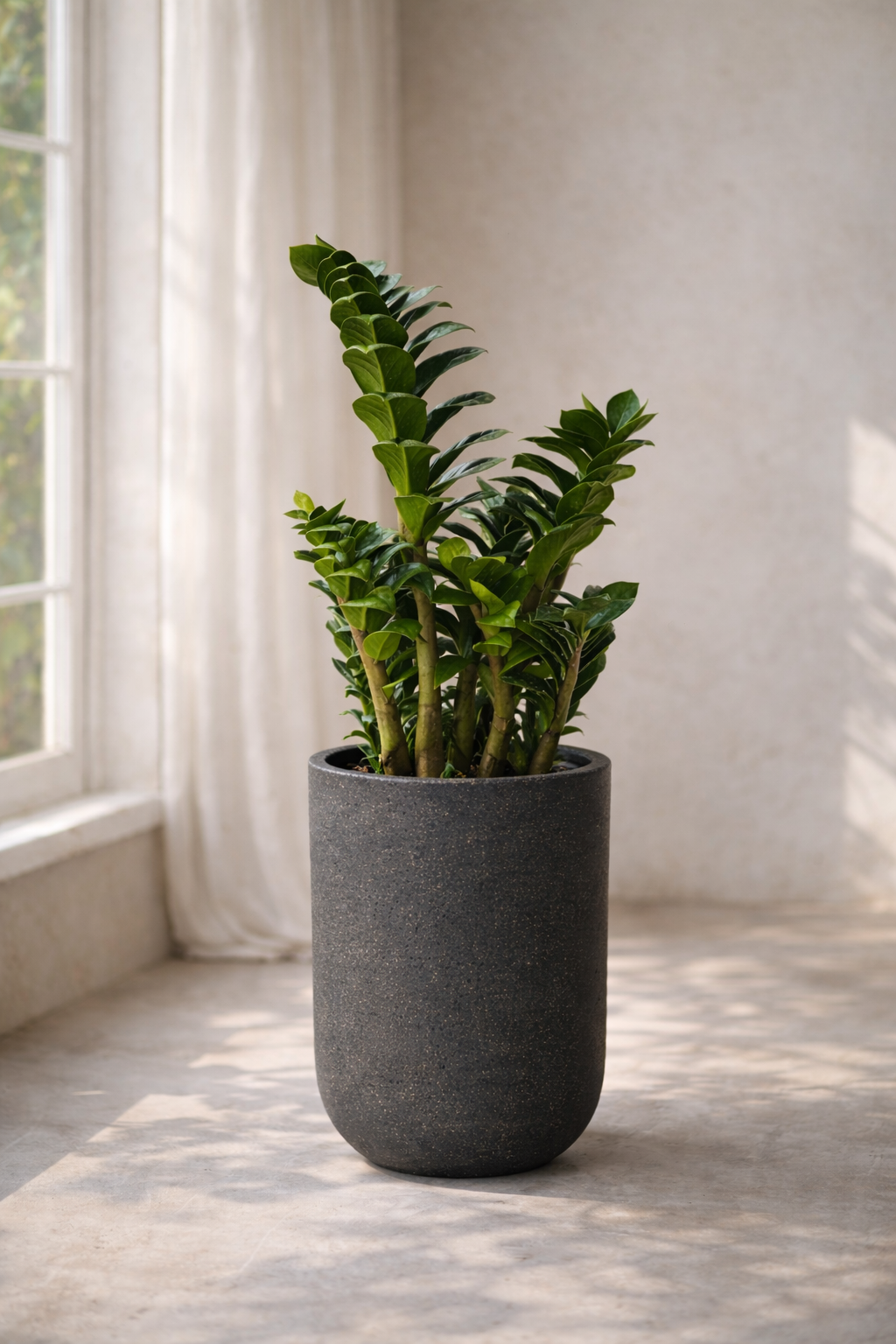 금전수 스탠다드(안나데코SD)