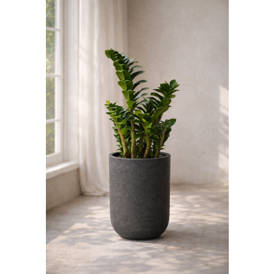 금전수 스탠다드(안나데코SD)