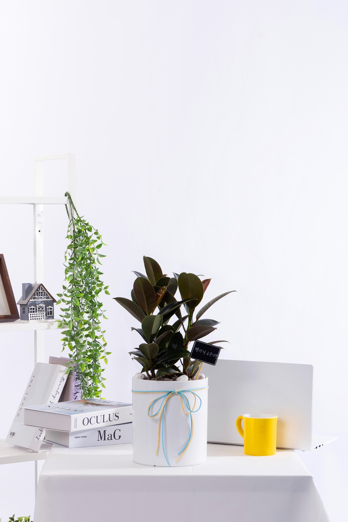 멜라닌고무나무 T