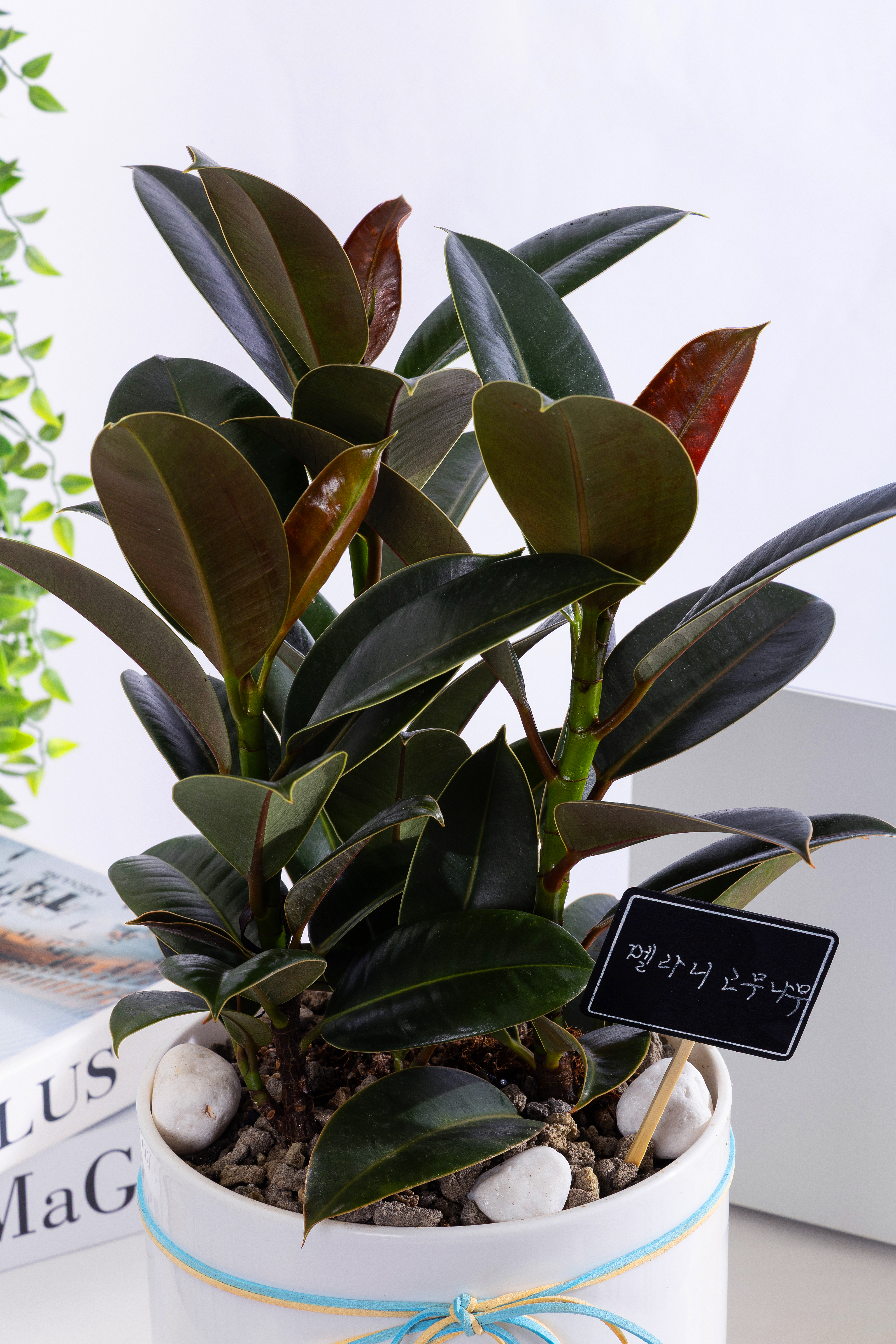 멜라닌고무나무 T