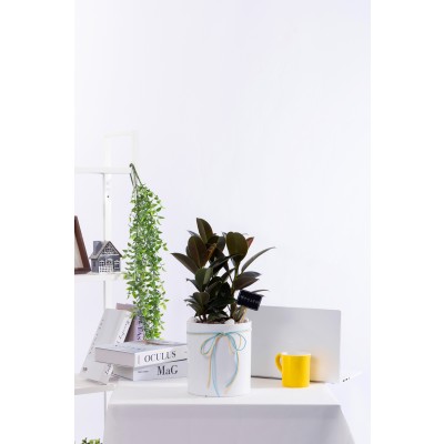 멜라닌고무나무 T