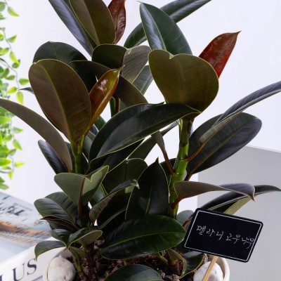 멜라닌고무나무 T