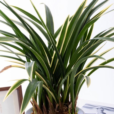 태평양 청자투각분