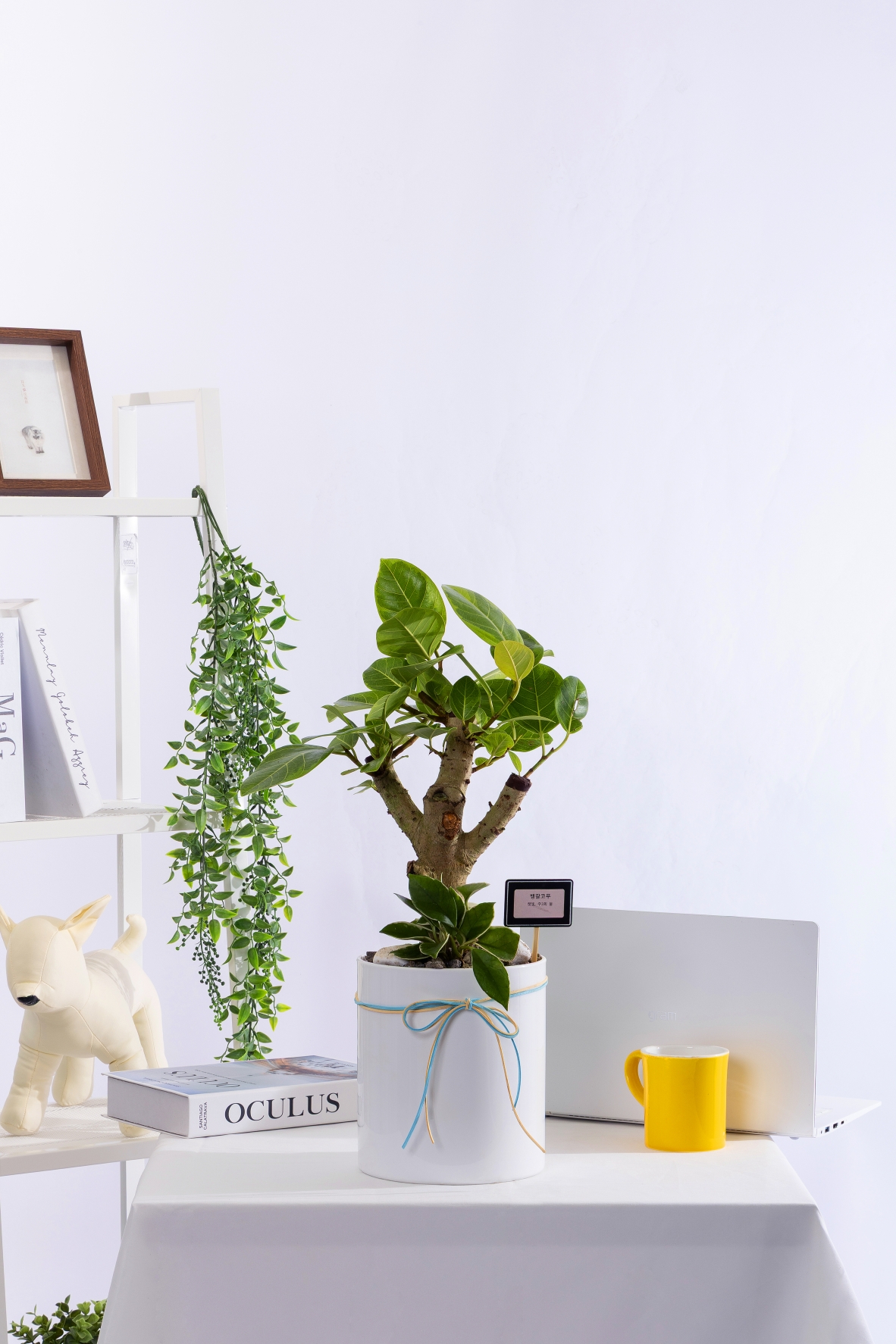 벵갈고무나무 T