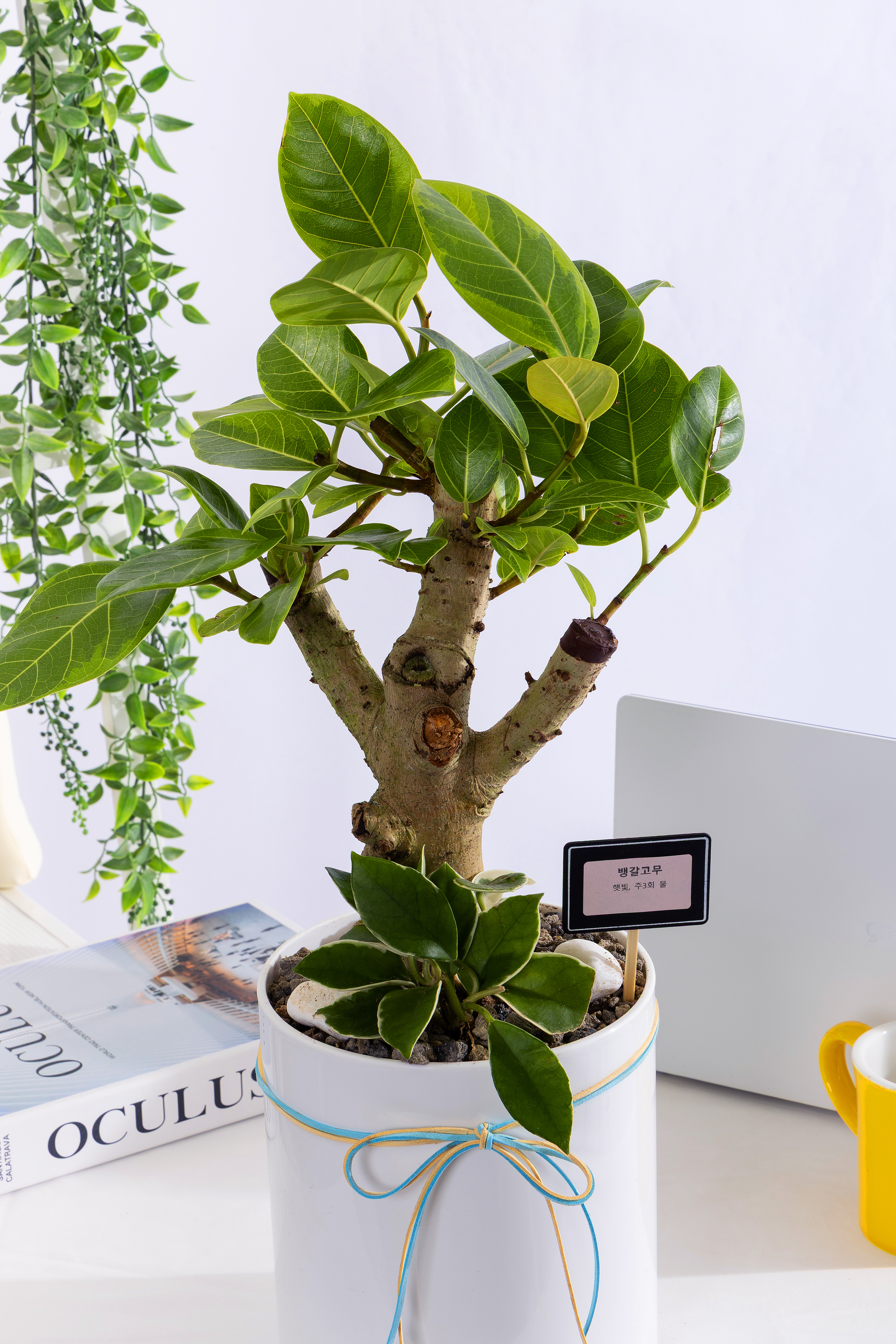 벵갈고무나무 T