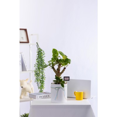 벵갈고무나무 T