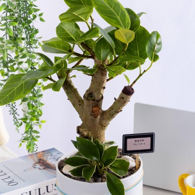 벵갈고무나무 T