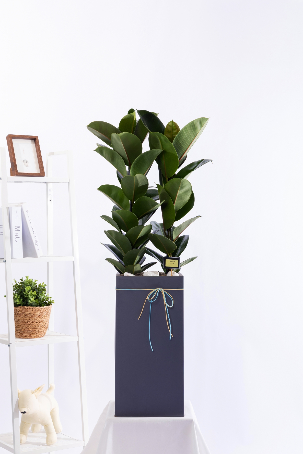 고무나무 그랜드 (GD_사각)