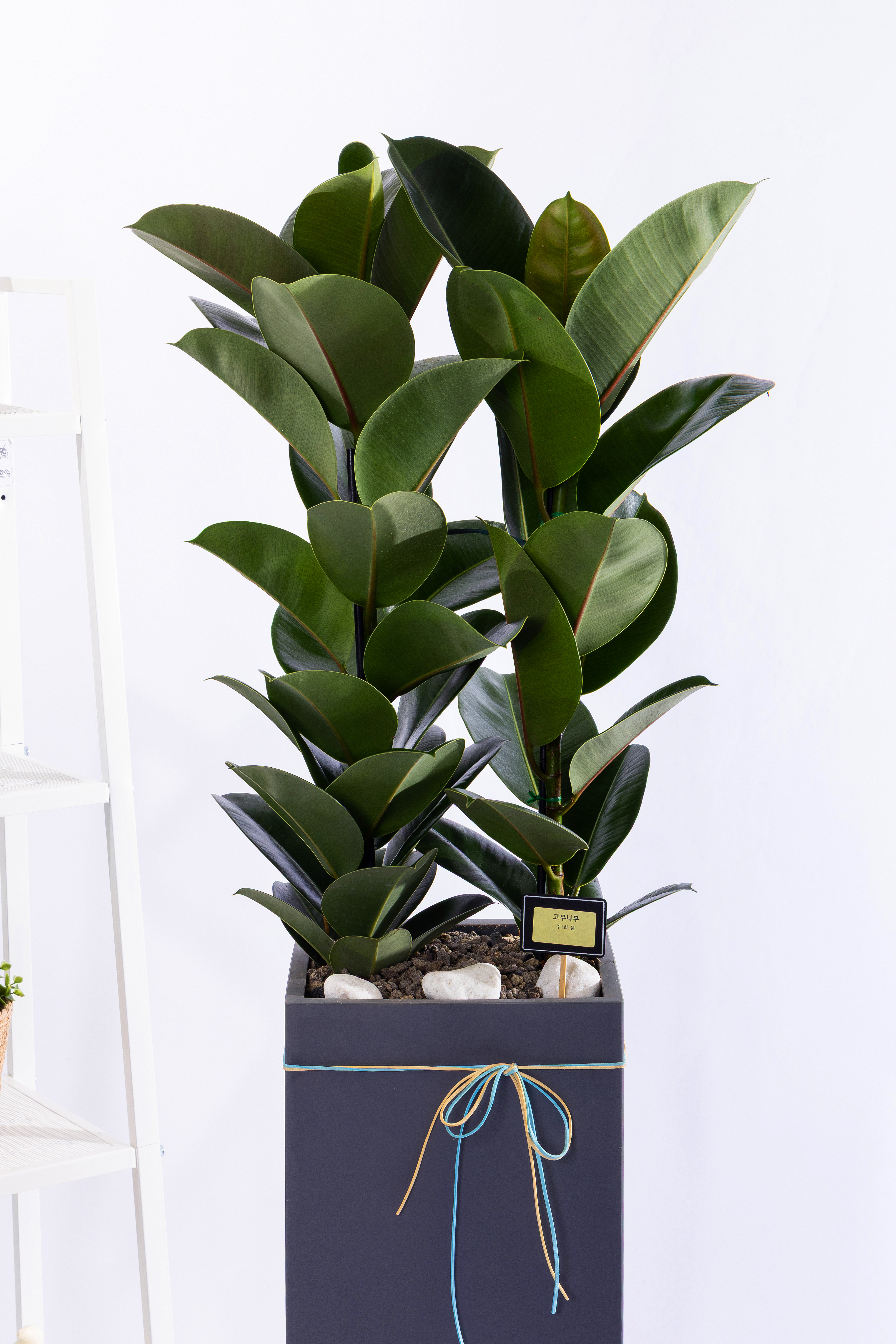 고무나무 그랜드 (GD_사각)