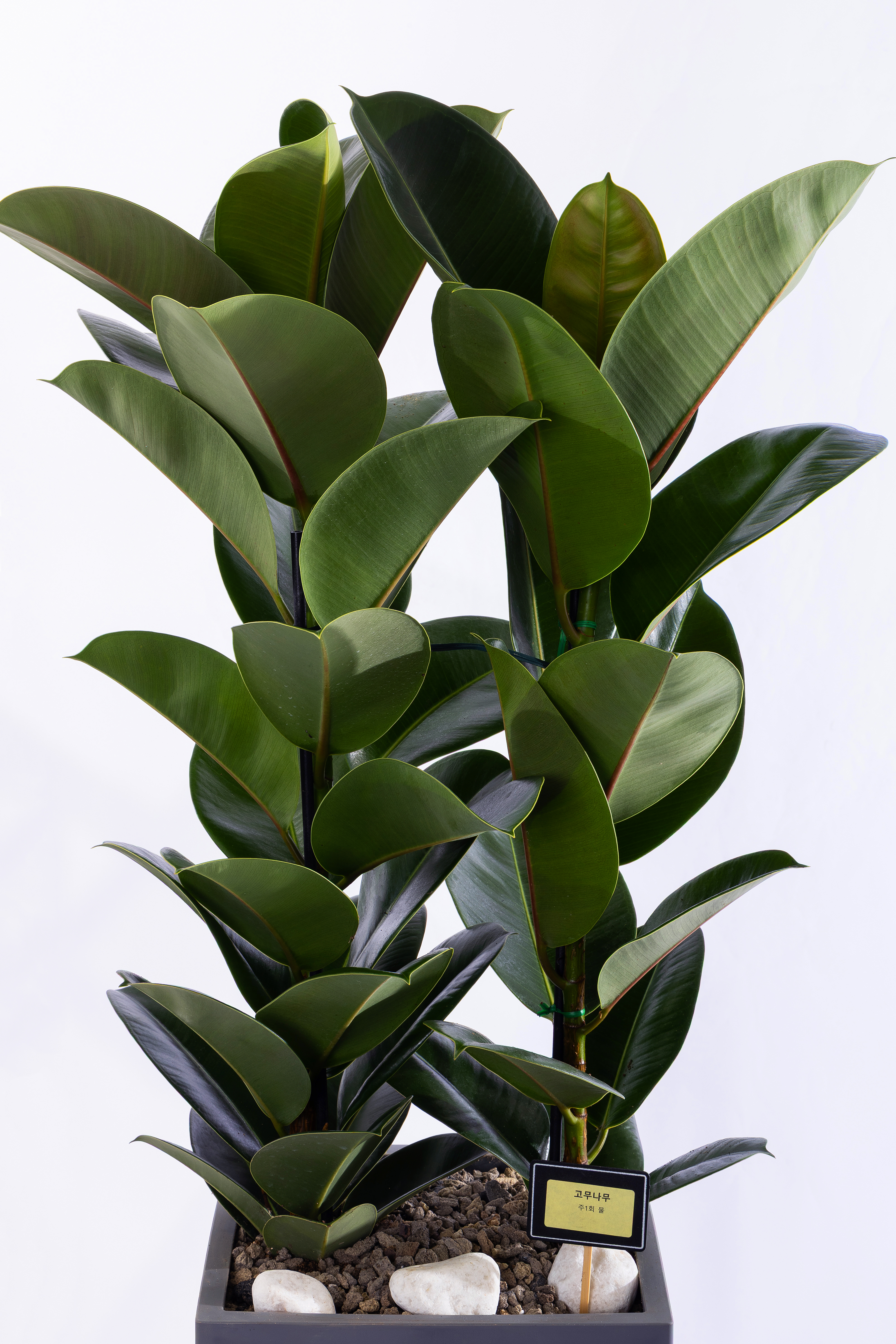 고무나무 그랜드 (GD_사각)