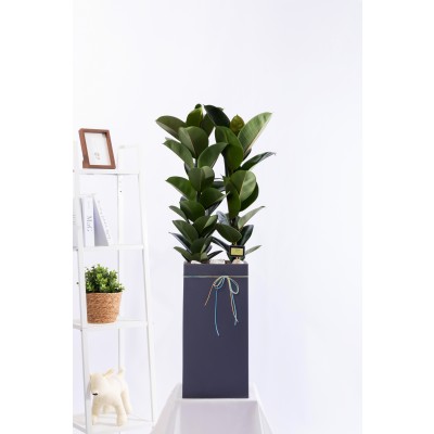 고무나무 그랜드 (GD_사각)