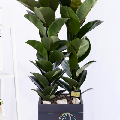 고무나무 그랜드 (GD_사각)