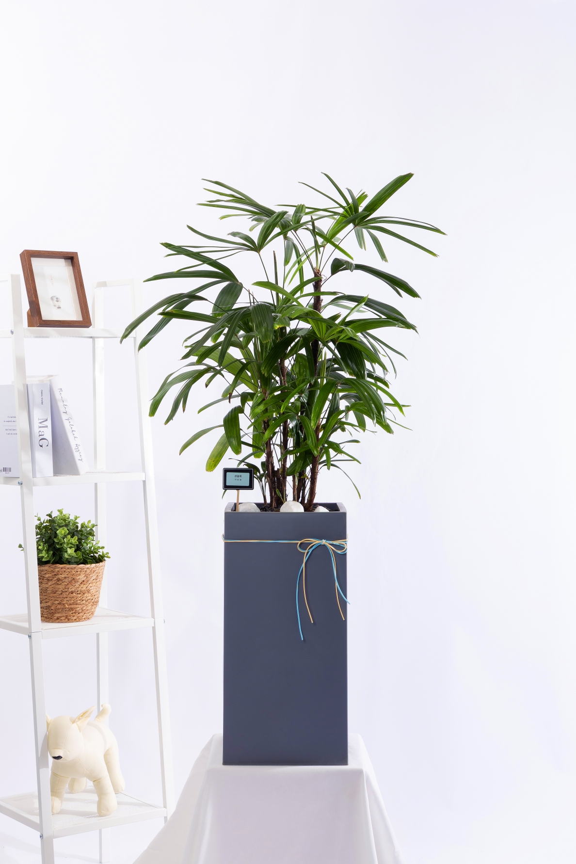 관음죽 그랜드 (GD_사각)