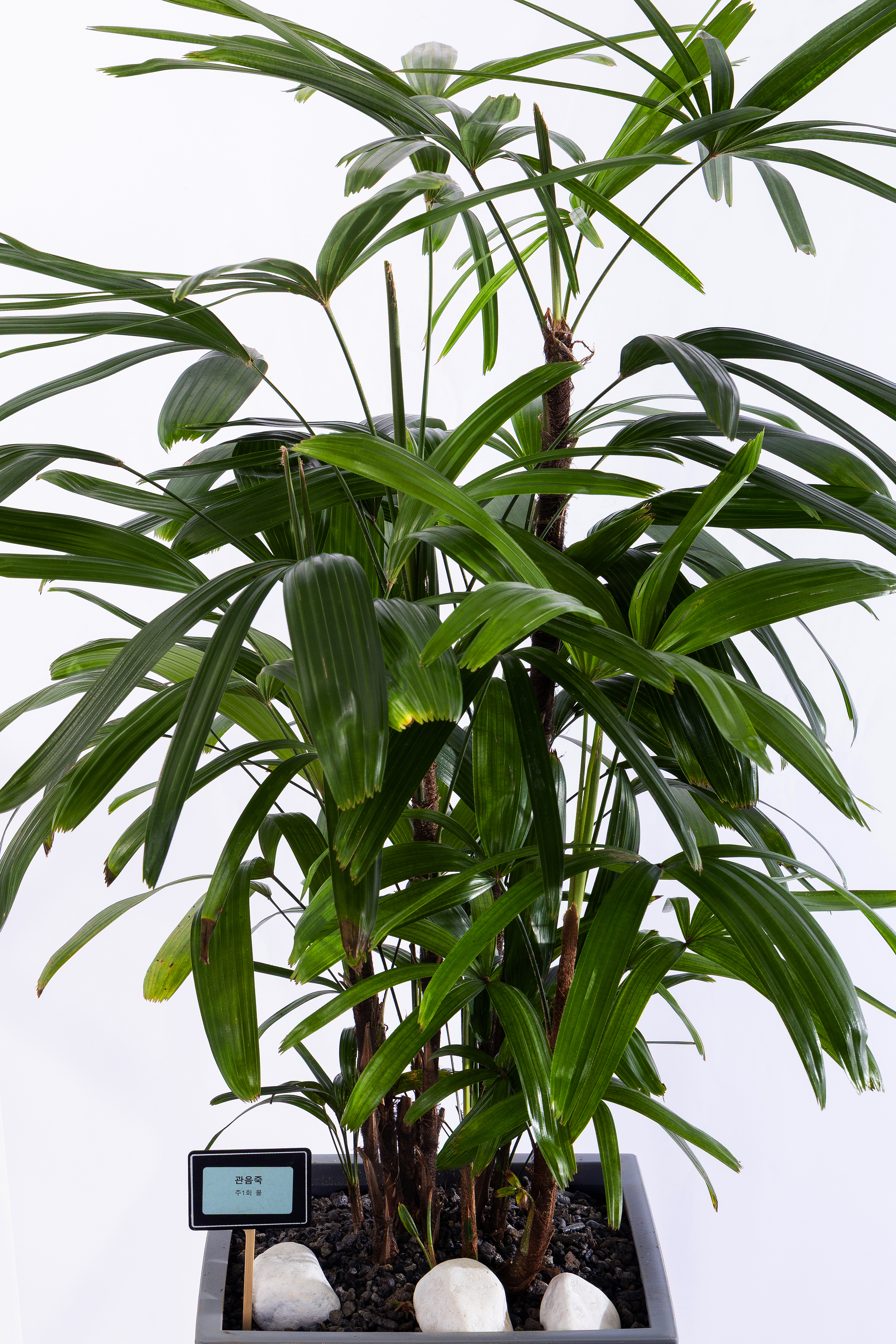 관음죽 그랜드 (GD_사각)