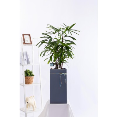 관음죽 그랜드 (GD_사각)