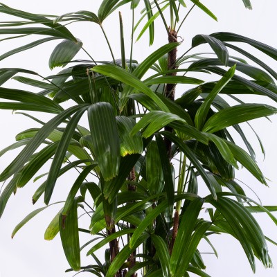 관음죽 그랜드 (GD_사각)