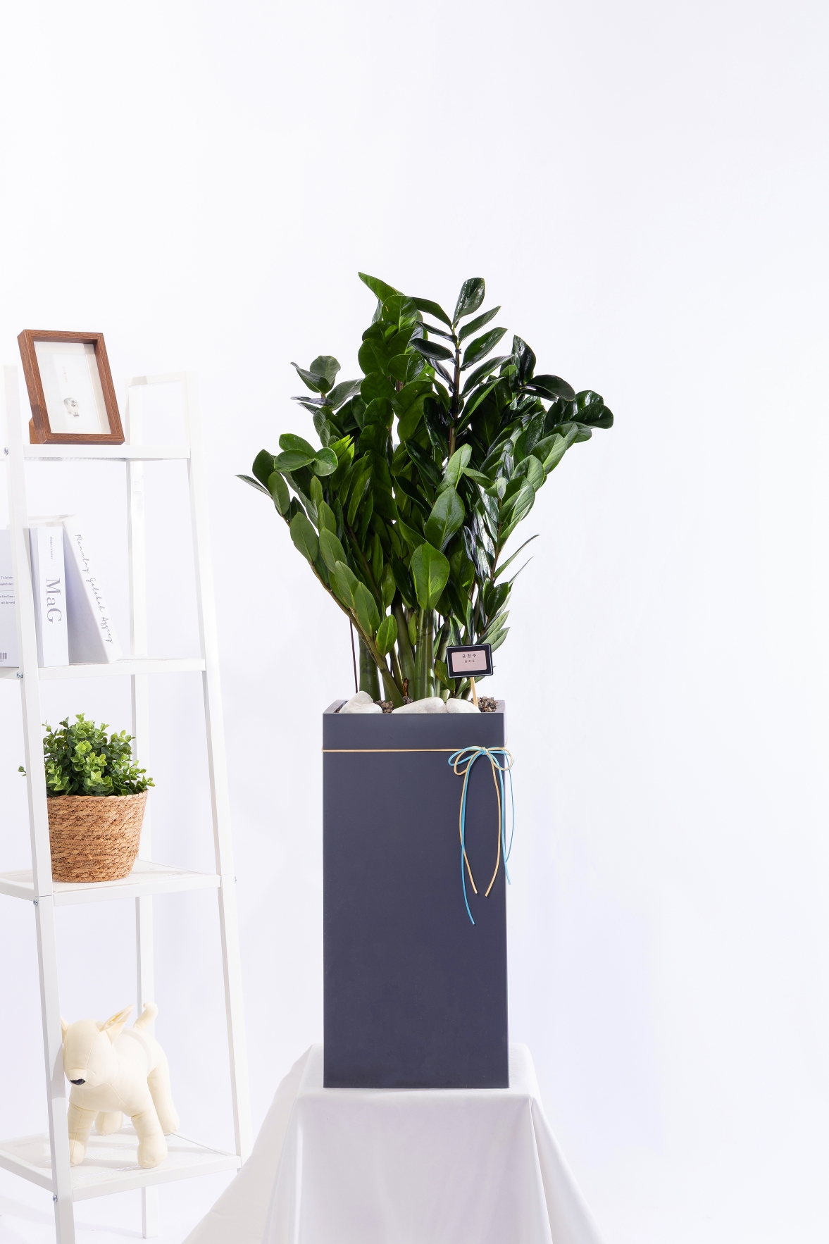 금전수 그랜드 (GD_사각)