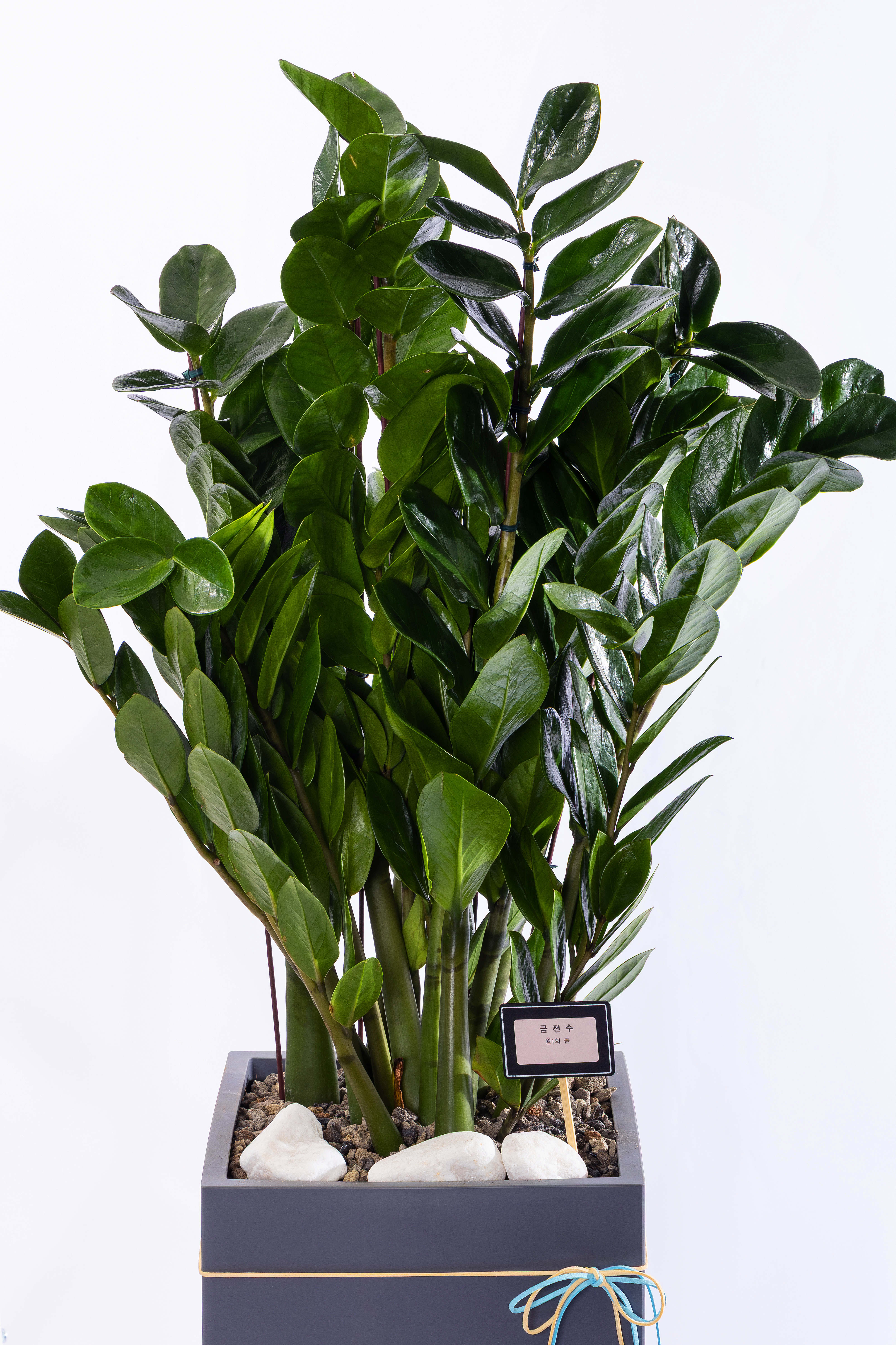 금전수 그랜드 (GD_사각)