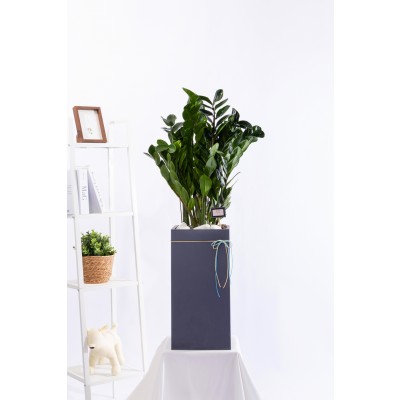 금전수 그랜드 (GD_사각)