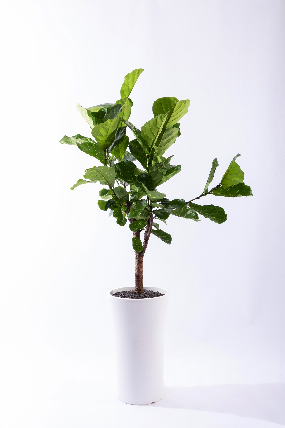 떡갈고무나무 그랜드 (GD_원형)