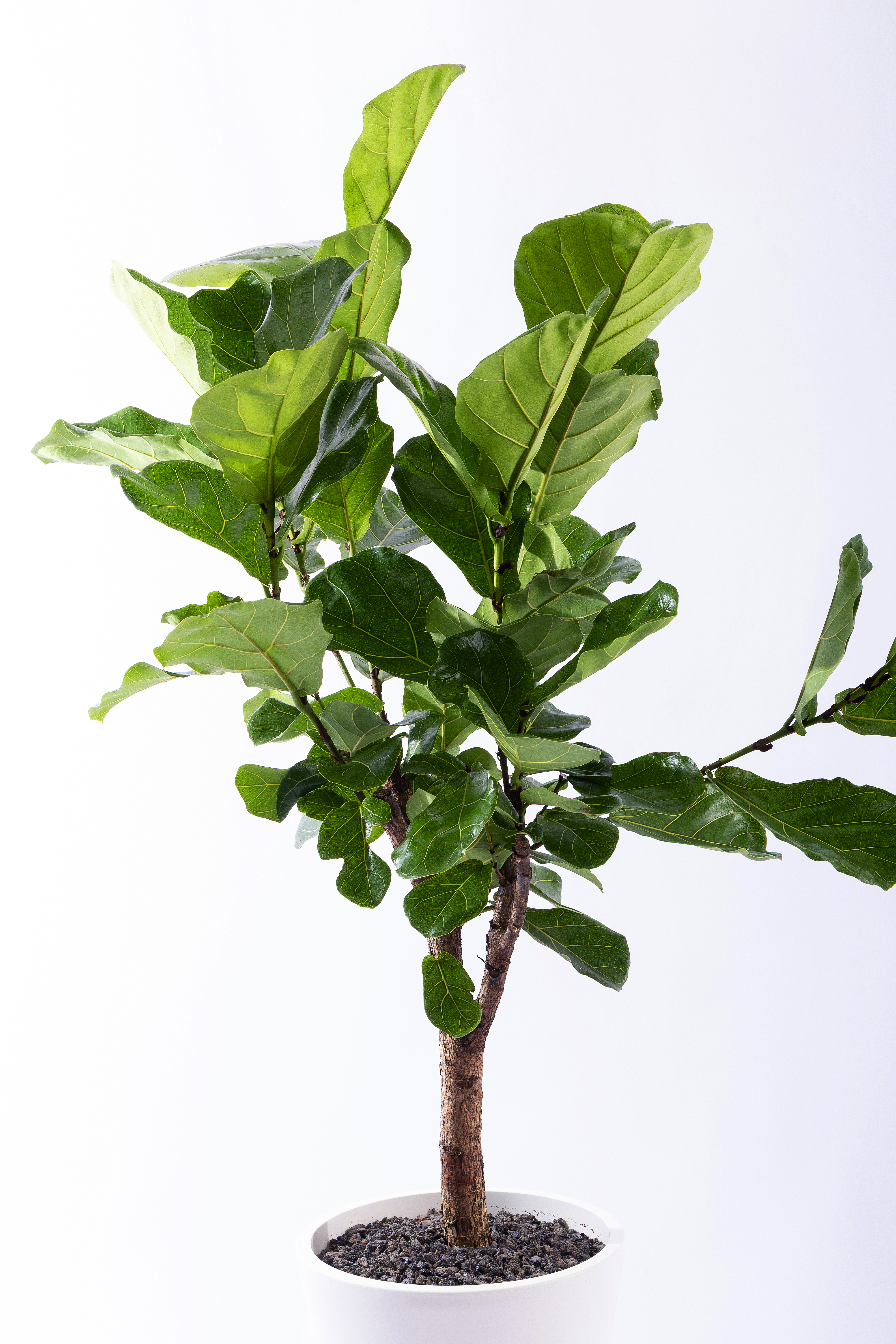 떡갈고무나무 그랜드 (GD_원형)