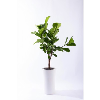 떡갈고무나무 그랜드 (GD_원형)