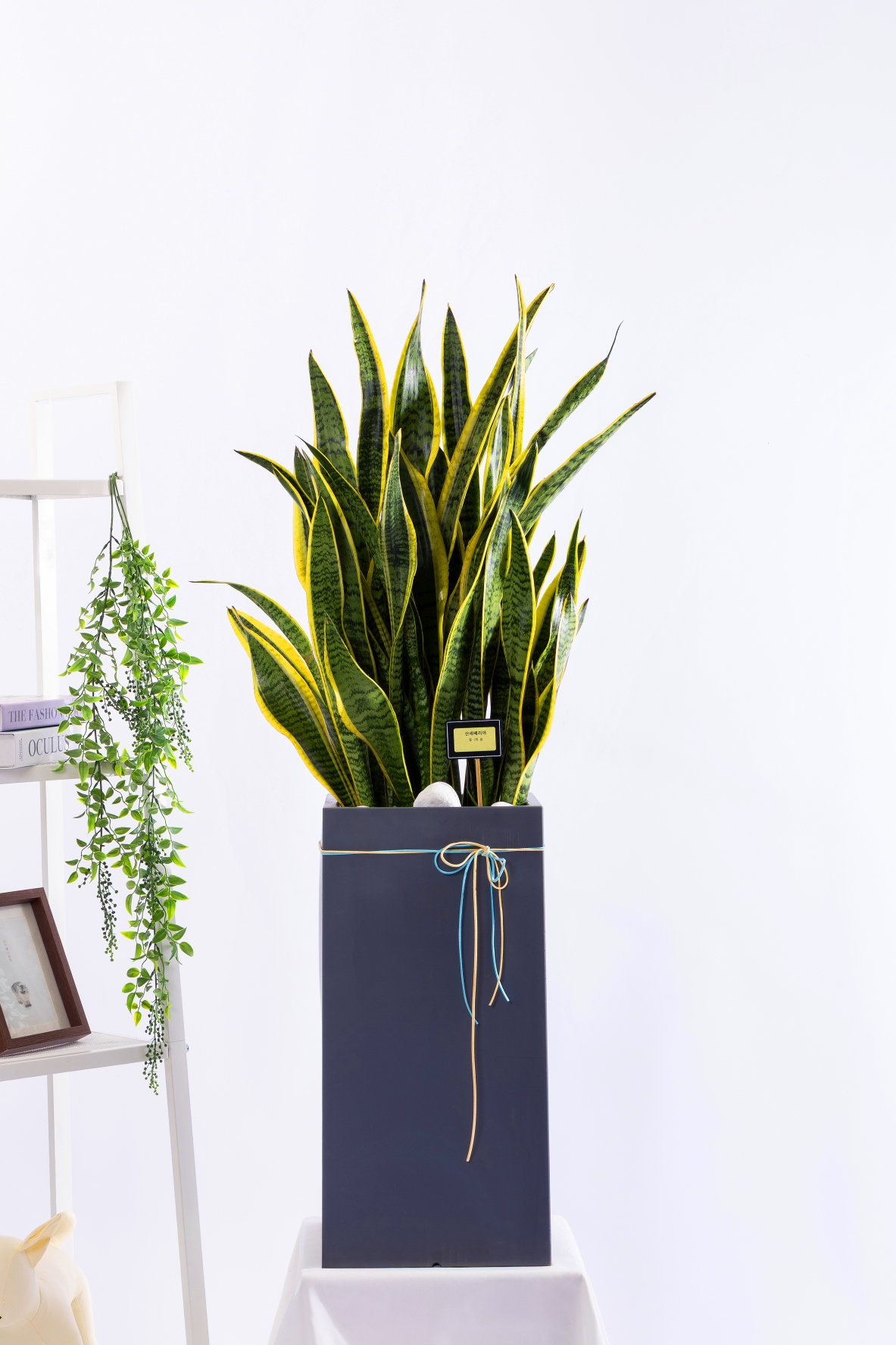 산세베리아 그랜드 (GD_사각)