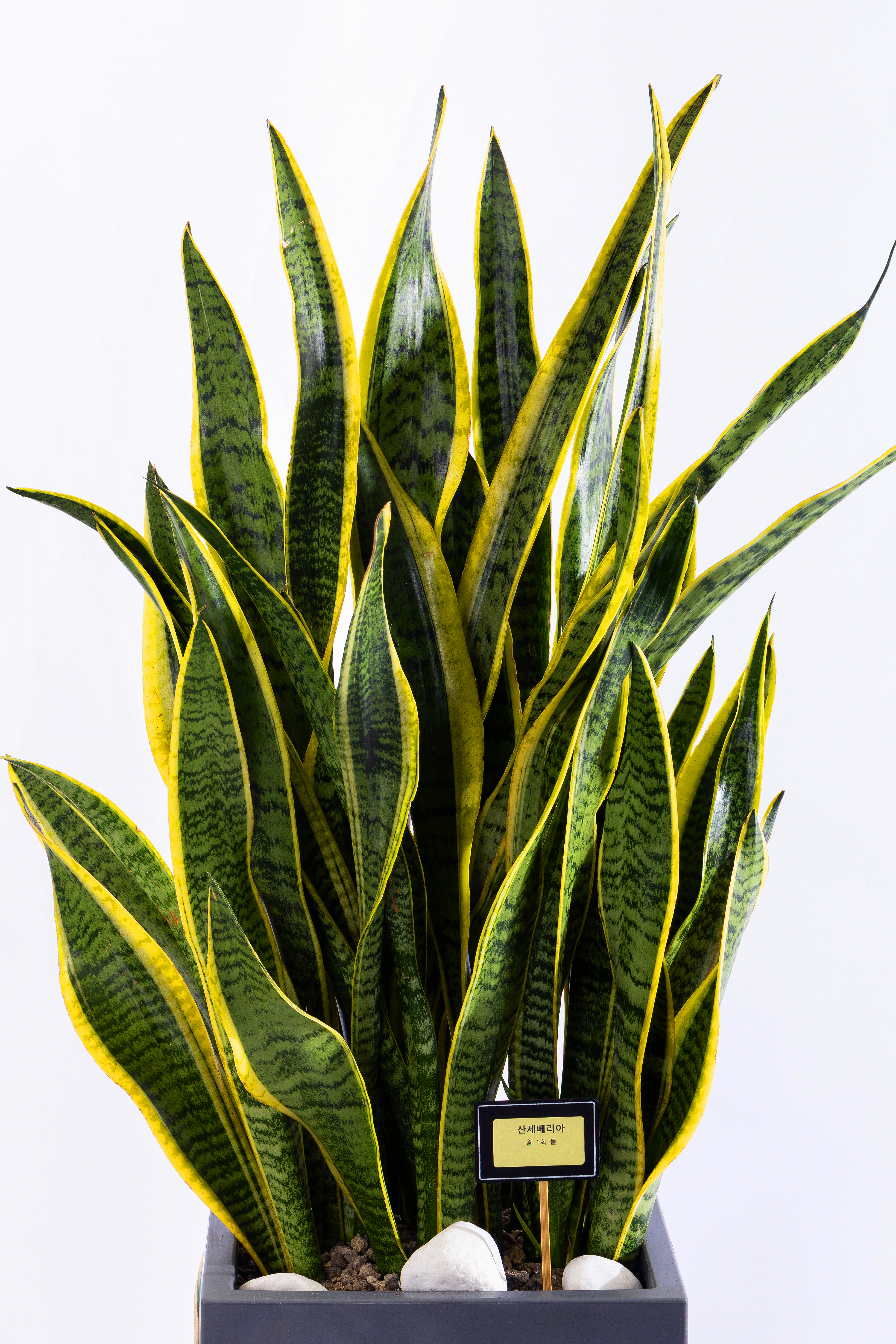 산세베리아 그랜드 (GD_사각)