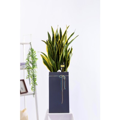 산세베리아 그랜드 (GD_사각)