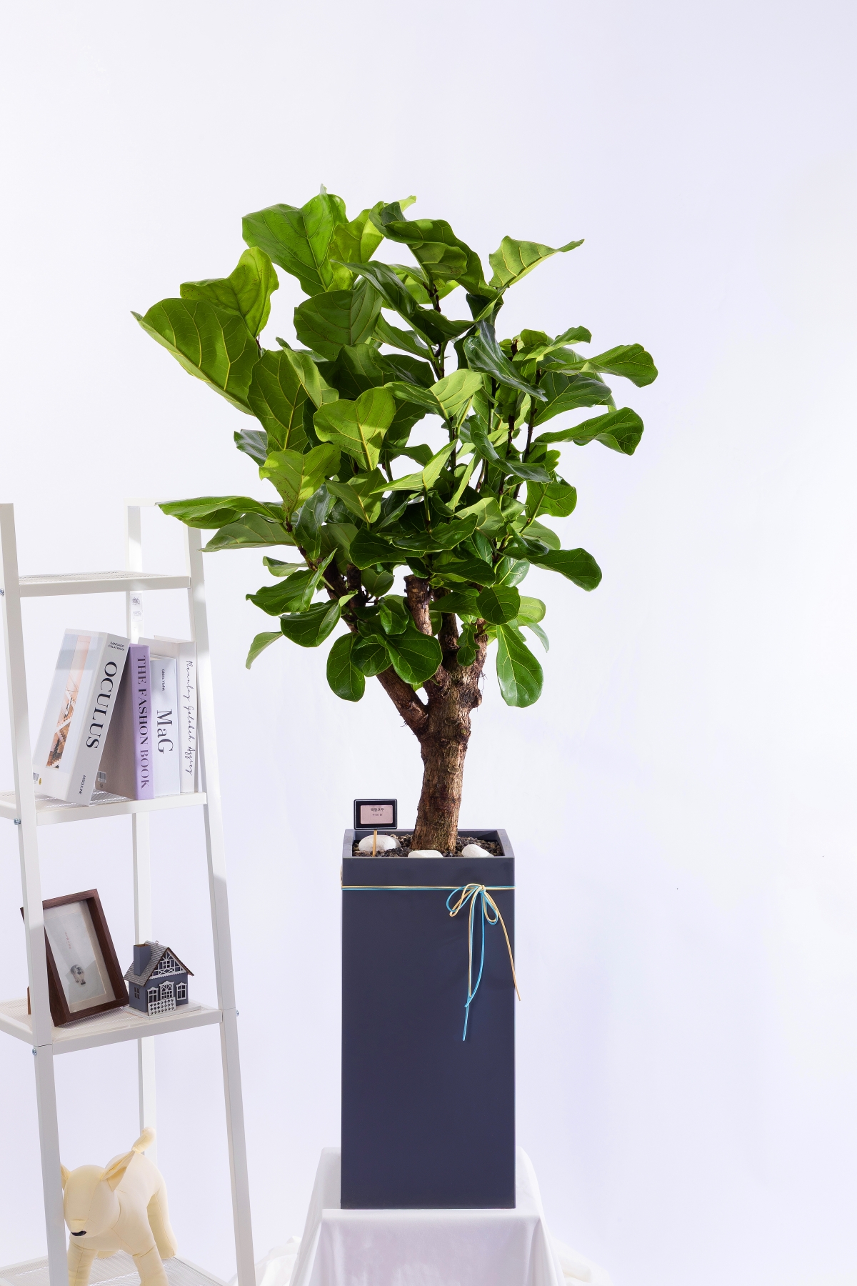 떡갈고무나무 스페셜그랜드 (SGD_사각)