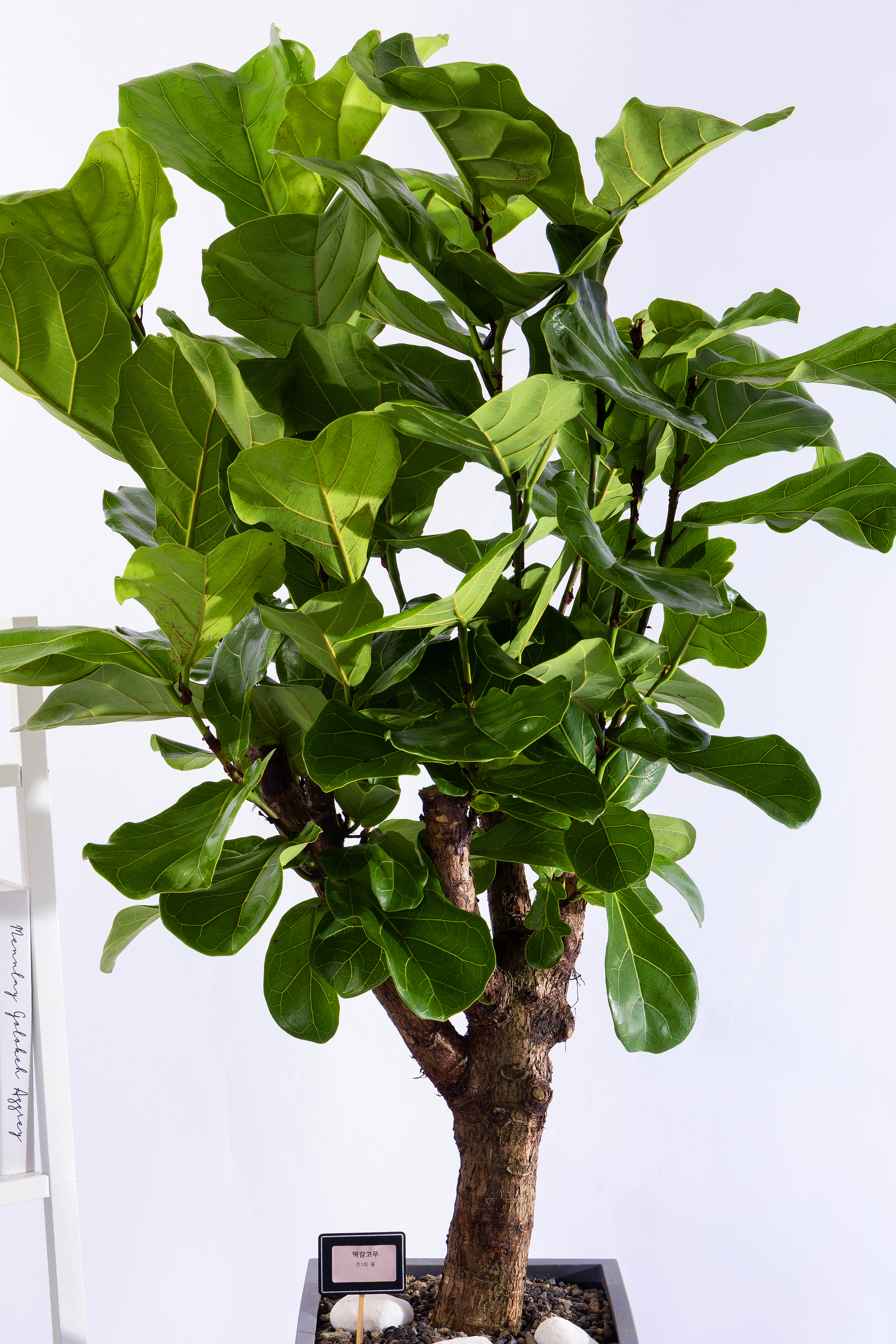 떡갈고무나무 스페셜그랜드 (SGD_사각)