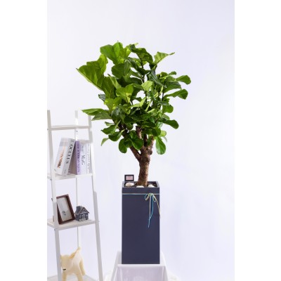 떡갈고무나무 스페셜그랜드 (SGD_사각)