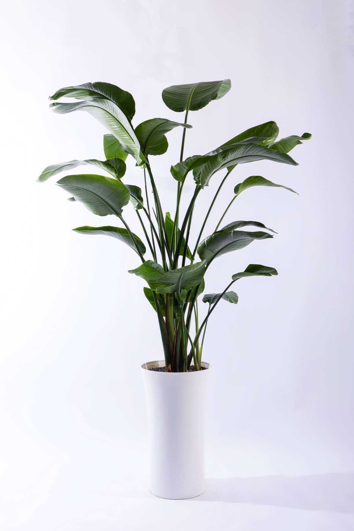 여인초 스페셜그랜드 (SGD_원형)