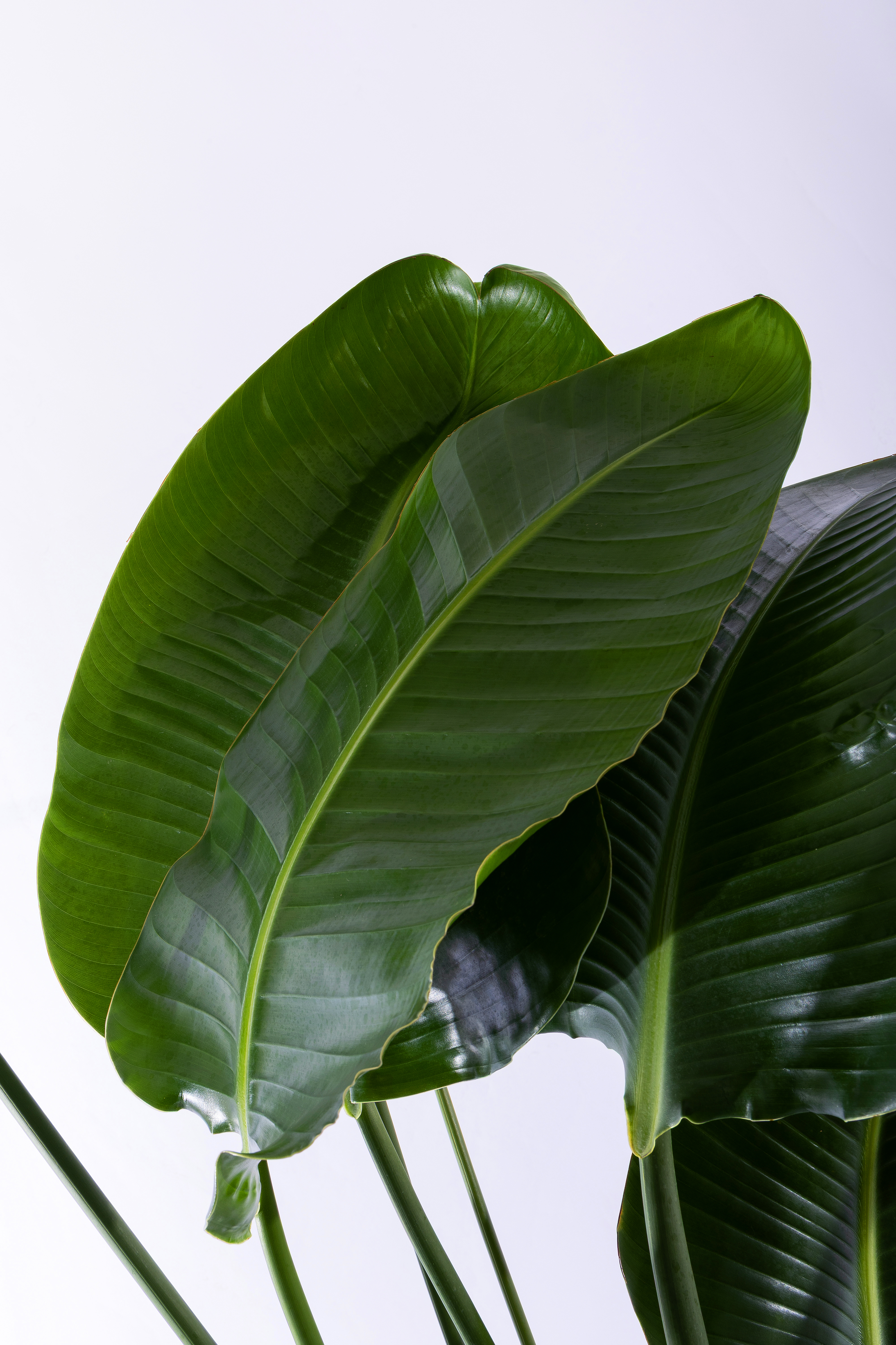 여인초 스페셜그랜드 (SGD_원형)