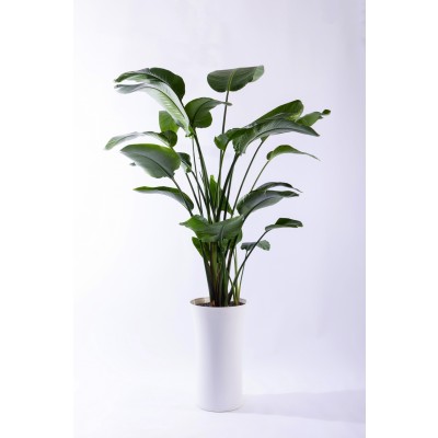 여인초 스페셜그랜드 (SGD_원형)