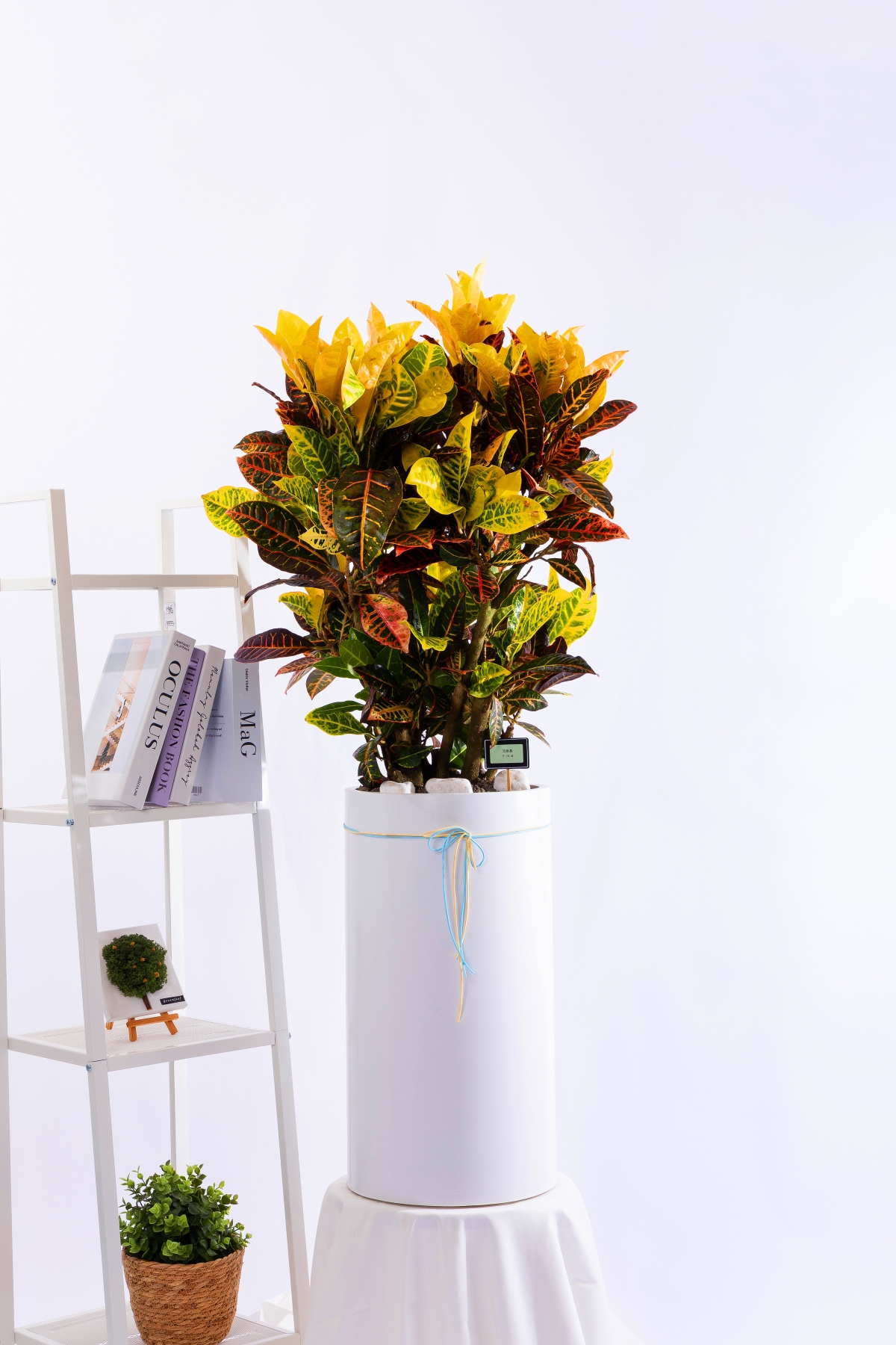 크로톤 스페셜그랜드 (SGD_원형)